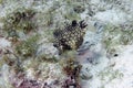 A Smooth Trunkfish (Lactophrys triqueter) in Cozumel Royalty Free Stock Photo