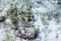 A Smooth Trunkfish (Lactophrys triqueter) in Cozumel Royalty Free Stock Photo