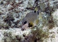 A Smooth Trunkfish (Lactophrys triqueter) in Cozumel Royalty Free Stock Photo