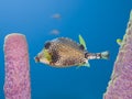 Smooth trunkfish, Lactophrys triqueter. CuraÃÂ§ao, Lesser Antilles, Caribbean Royalty Free Stock Photo