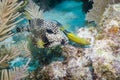 Smooth Trunkfish and Yellowhead Wrasse