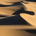 Smooth, undulating sand dunes are illuminated by warm, low sunlight, casting long Royalty Free Stock Photo