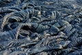 Smooth, undulating surface of frozen pahoehoe lava. Frozen lava wrinkled in tapestry-like folds and rolls resembling twisted rope Royalty Free Stock Photo