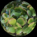 Crassula ovate is a globe full of jade plant, 2.