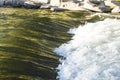 Smooth water with autumn tree reflected color flows into white rapids rushing on the Truckee river