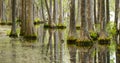 Smooth Water Reflects Cypress Trees in Swamp Marsh Lake Royalty Free Stock Photo