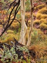 Ghost Gum White Eucalyptus Trees, Kings canyon, Australia Royalty Free Stock Photo