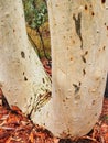 Ghost Gum White Eucalyptus Trees, Kings canyon, Australia