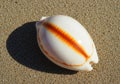 Smooth white seashell with orange stripe on sandy beach Royalty Free Stock Photo