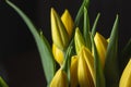 Smooth yellow petals on a tulip flower bouquet Royalty Free Stock Photo