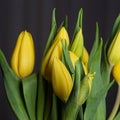 Smooth yellow petals on a tulip flower bouquet  on a black background Royalty Free Stock Photo