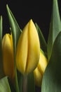 Smooth yellow tulip flower petals close up still Royalty Free Stock Photo