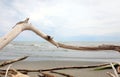 smoothed branch of tree and sea