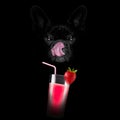 Smoothie millshake cocktail dog Royalty Free Stock Photo