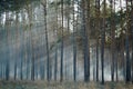 Smouldering of wood in forest Royalty Free Stock Photo