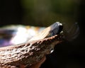 Smudging ceremony using Peruvian Palo Santo holy wood incense stick and abalone shell in forest