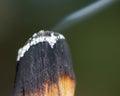 Smudging ceremony using Peruvian Palo Santo holy wood incense stick in forest