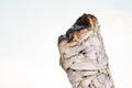 Smudging Ritual using burning thick leafy bundle of White Sage on the beach at sunrise in front of the lake