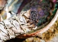 Smudging ritual using burning thick leafy bundle of white sage in bright polished rainbow abalone shell in forest