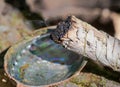 Smudging ritual using burning thick leafy bundle of white sage in bright polished rainbow abalone shell in forest Royalty Free Stock Photo