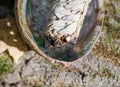 Smudging ritual using burning thick leafy bundle of white sage in bright polished rainbow abalone shell in forest Royalty Free Stock Photo