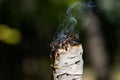 Smudging ritual using burning thick leafy bundle of white sage in forest