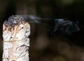 Smudging ritual using burning thick leafy bundle of white sage in forest