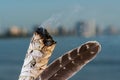 Smudging Ritual using burning thick leafy bundle of White Sage Grade A barred Turkey Smudging Feather on the beach at sunrise Royalty Free Stock Photo