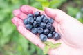 Handpicked wild blueberries Vaccinium myrtillus Royalty Free Stock Photo