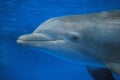 Smug Dolphin Swimming Underwater Royalty Free Stock Photo