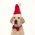 Smug labrador retriever puppy wearing santa claus hat