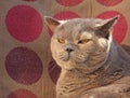 Smug looking pedigree cat Royalty Free Stock Photo