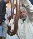 Sand boa snake with smuggler Royalty Free Stock Photo