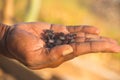 Smuggler showing smuggled precious and semi precious stones excavated in illegal mine