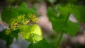 Smyrnium perfoliatum, Alexander plant. Wild plant shot in spring.