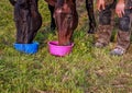 Snack-break for horses on the meadow Royalty Free Stock Photo