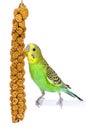 Snack Time for budgie Royalty Free Stock Photo