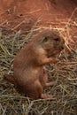 Snacking Black Tailed Prairie Dog Up Close