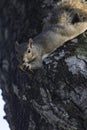 Snacking Gray Squirrel