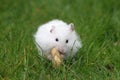 Snacking on a peanut Royalty Free Stock Photo