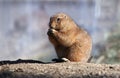 Snacking Prairie Dog