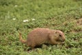 Snacking Prairie Dog Picking Through Green Vegetation