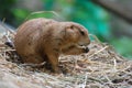 Snacking Prairie Dog Sitting on a Bunch of Hay