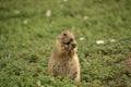 Snacking Prairie Dog Standing Among Green Weeds Royalty Free Stock Photo