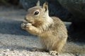 Snacking Squirrel