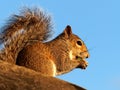 Snacking Squirrel