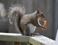 Snacking squirrel