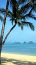 Snady tropical beach with palm trees