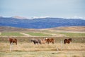 Snaefellsness national park in Iceland icelandic horses standing on meadow during autumn