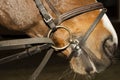 Snaffle bridle rein on the horse head